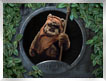 Wicket
