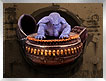 Max Rebo